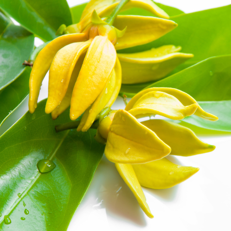 Citrus & Ylang Ylang Aluminum-free Roll-on Deodorant